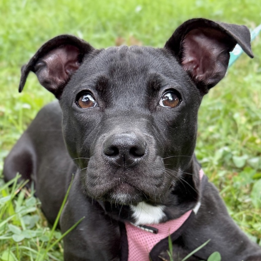 Molly Terrier, American Staffordshire/Mixed Breed (Small) Black None