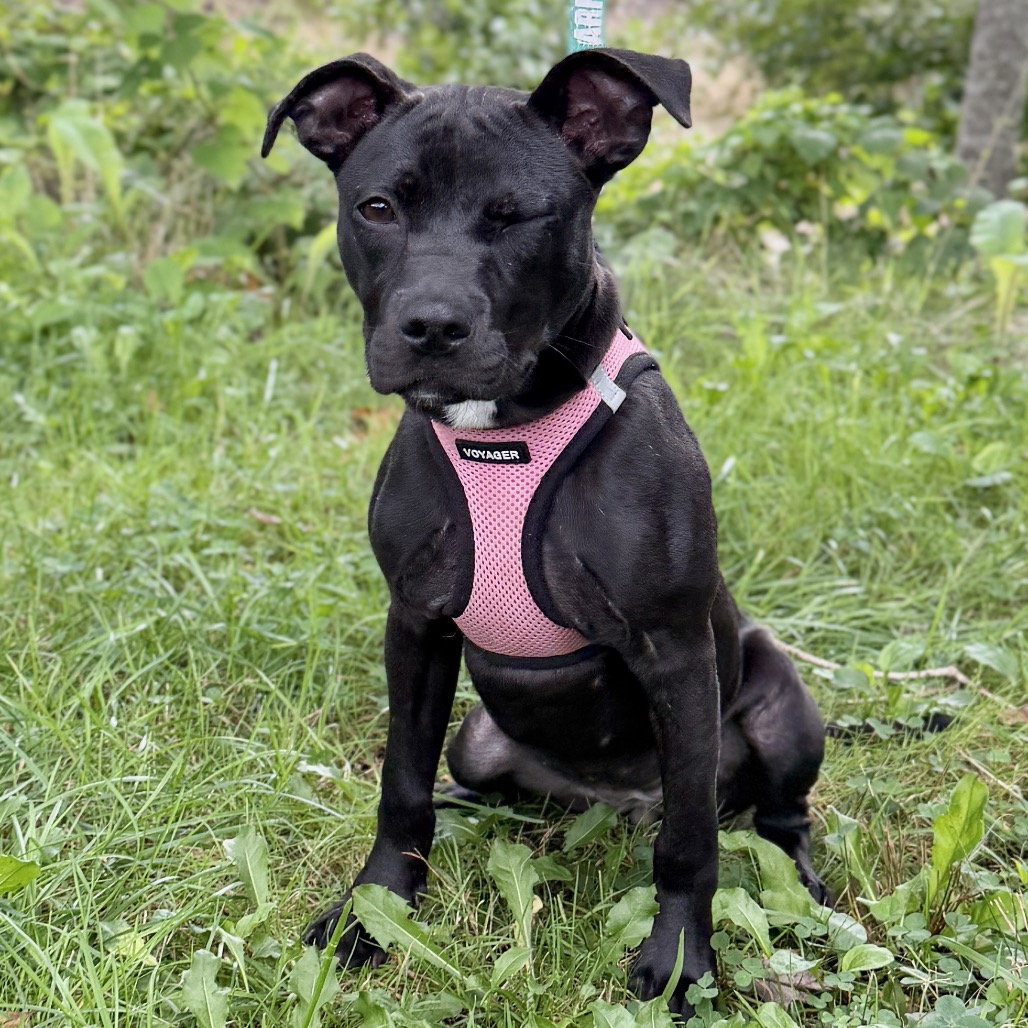 Molly Terrier, American Staffordshire/Mixed Breed (Small) Black None
