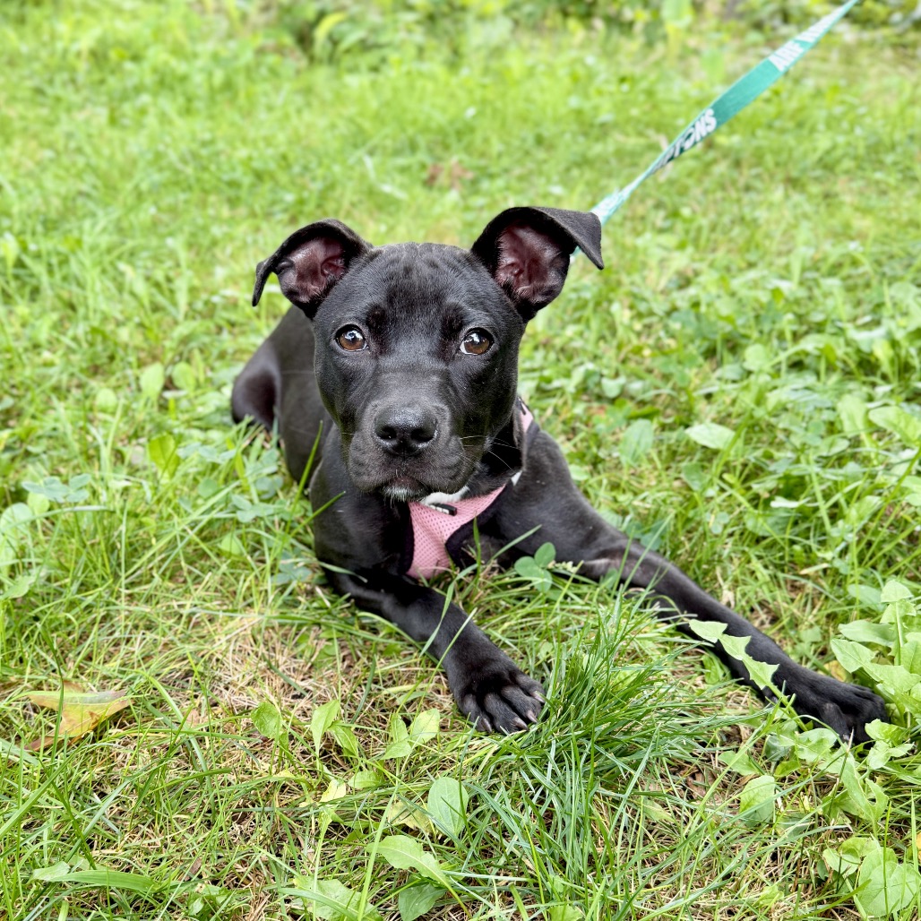 Molly Terrier, American Staffordshire/Mixed Breed (Small) Black None