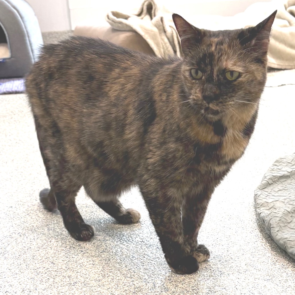 Elsa Domestic Shorthair Tortoise Tortie