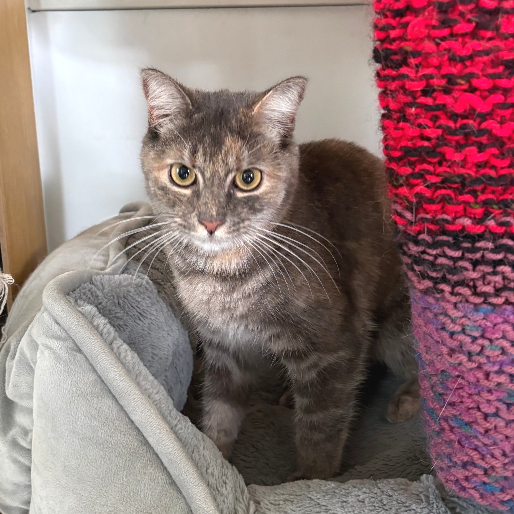 Teal Domestic Shorthair Grey/Orange None