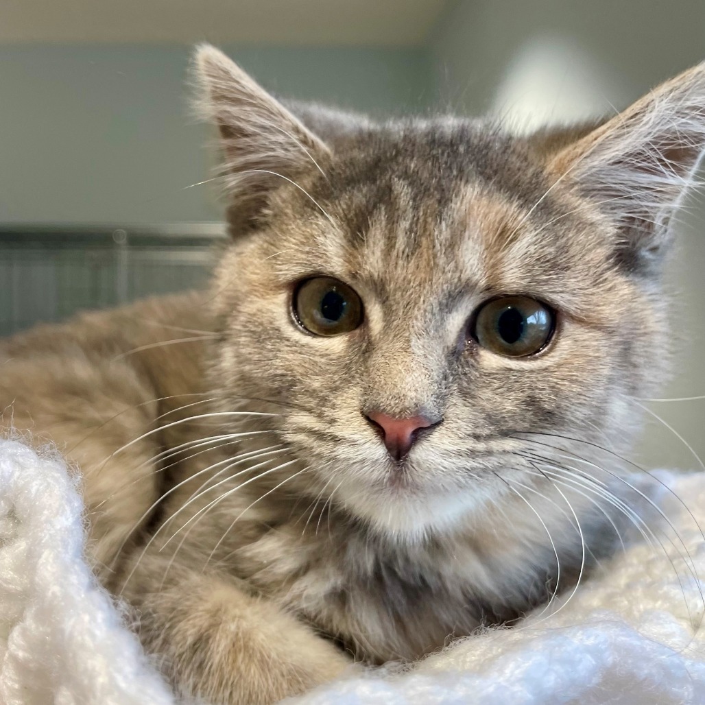 Teal Domestic Shorthair Grey/Orange None