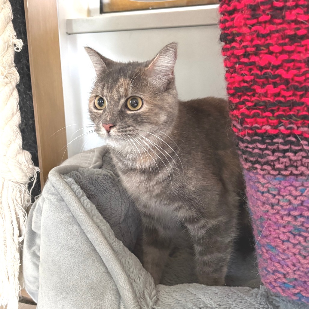 Teal Domestic Shorthair Grey/Orange None