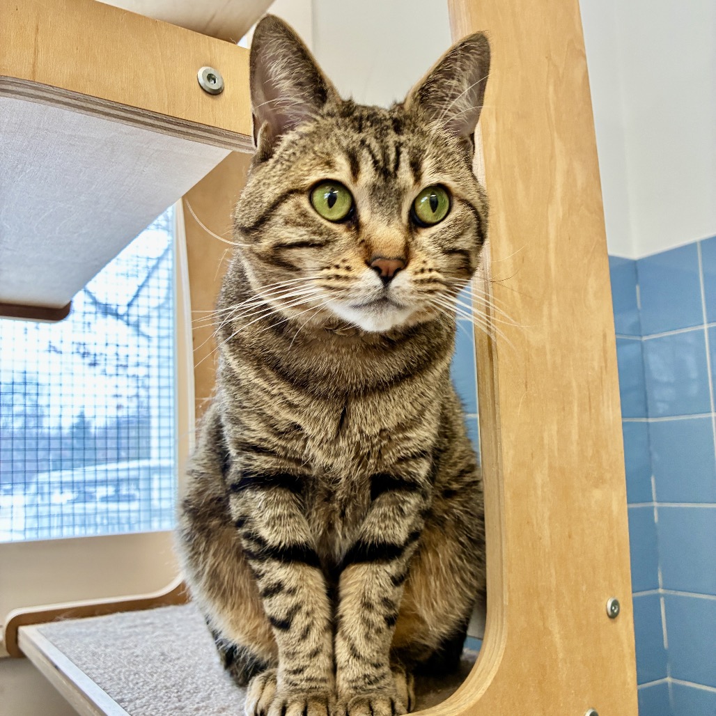 Jaden Domestic Shorthair Brown Tabby