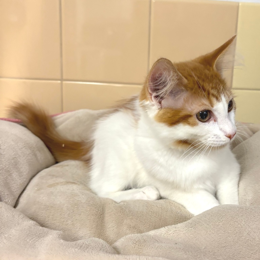 Curry Domestic Shorthair Orange/White None