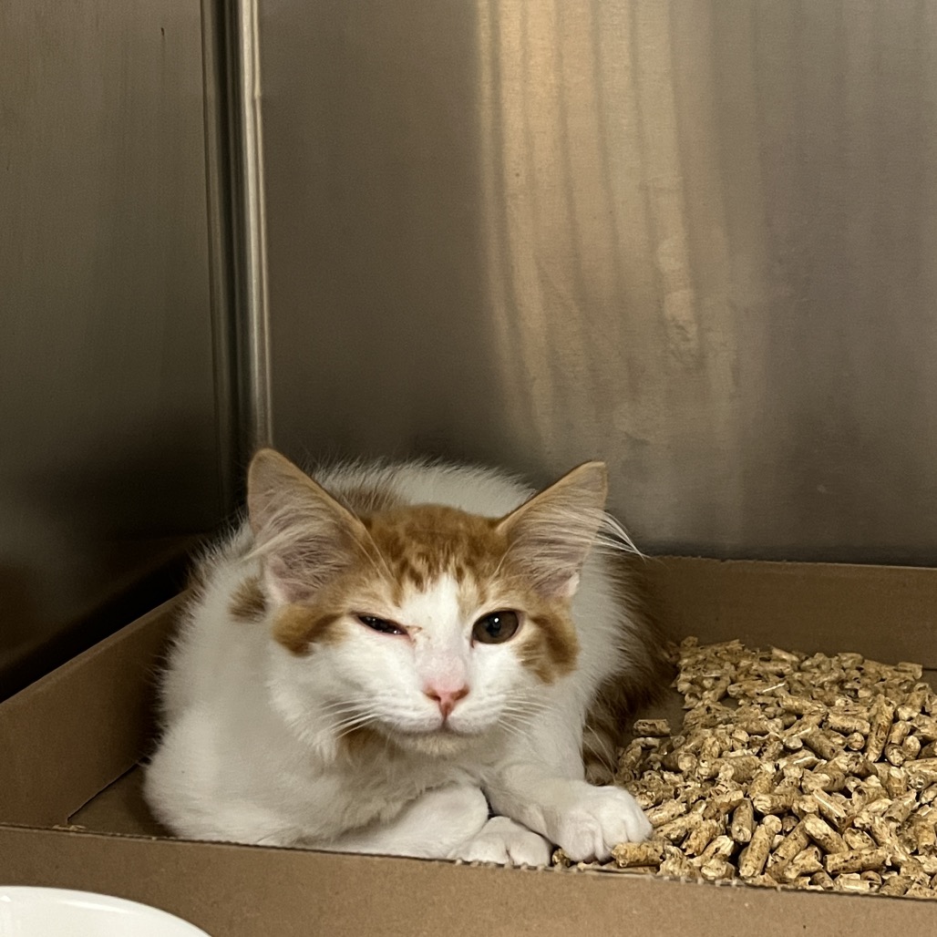 Curry Domestic Shorthair Orange/White None