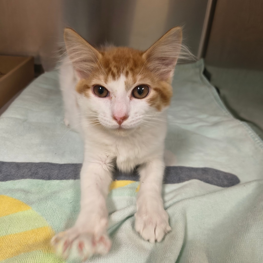 Curry Domestic Shorthair Orange/White None