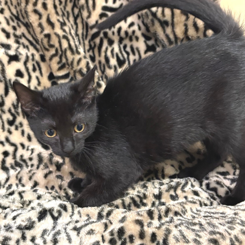 Strudel Domestic Shorthair Black 