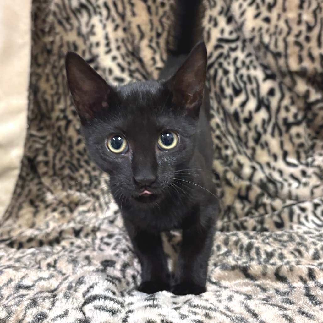 Donut Domestic Shorthair Black