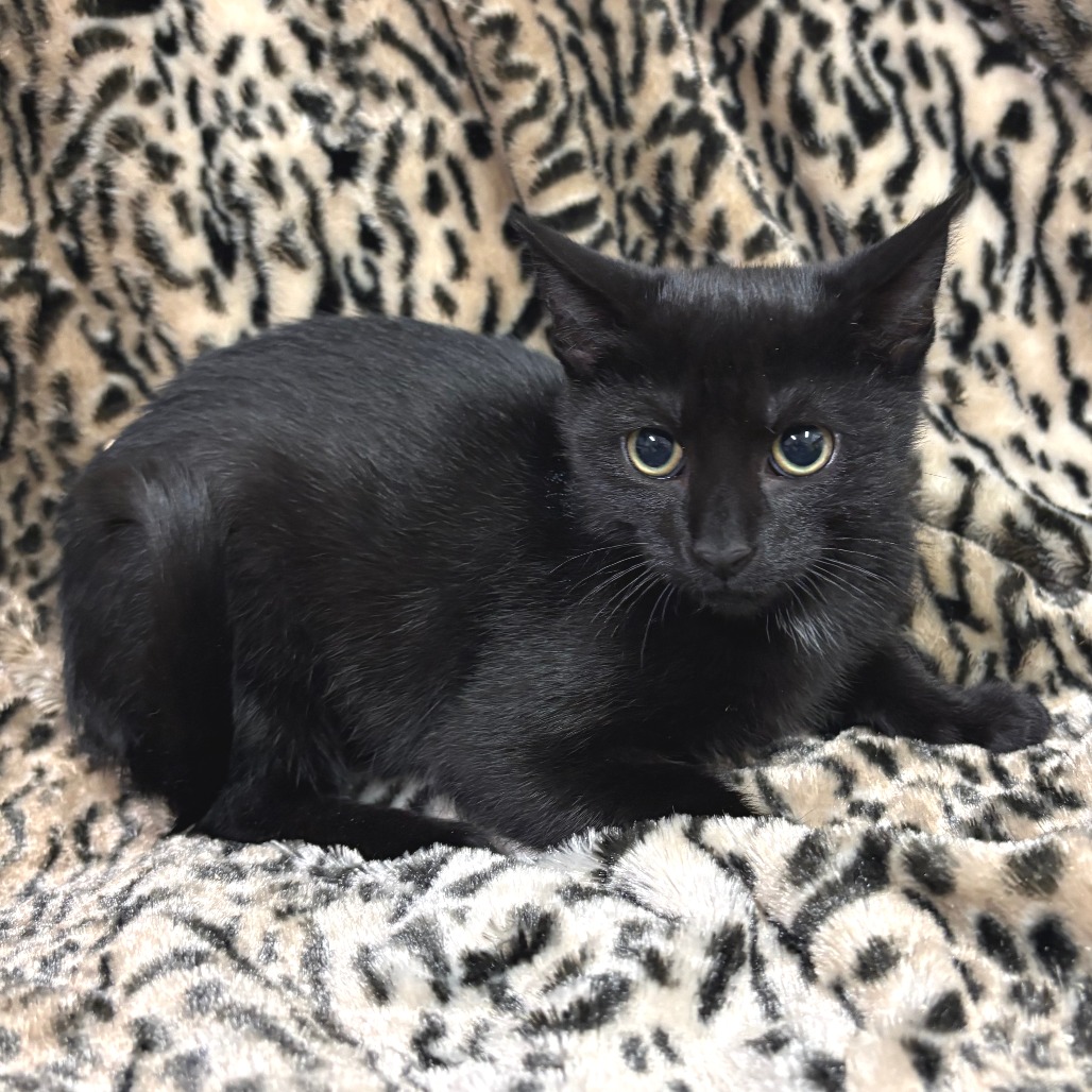 Cruller Domestic Shorthair Black