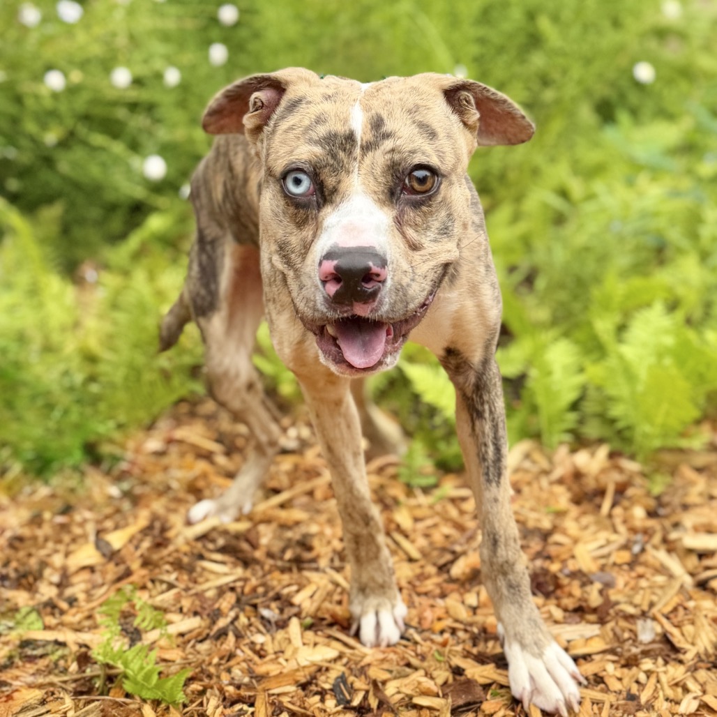 Balyhoo Mixed Breed (Medium) Tan 