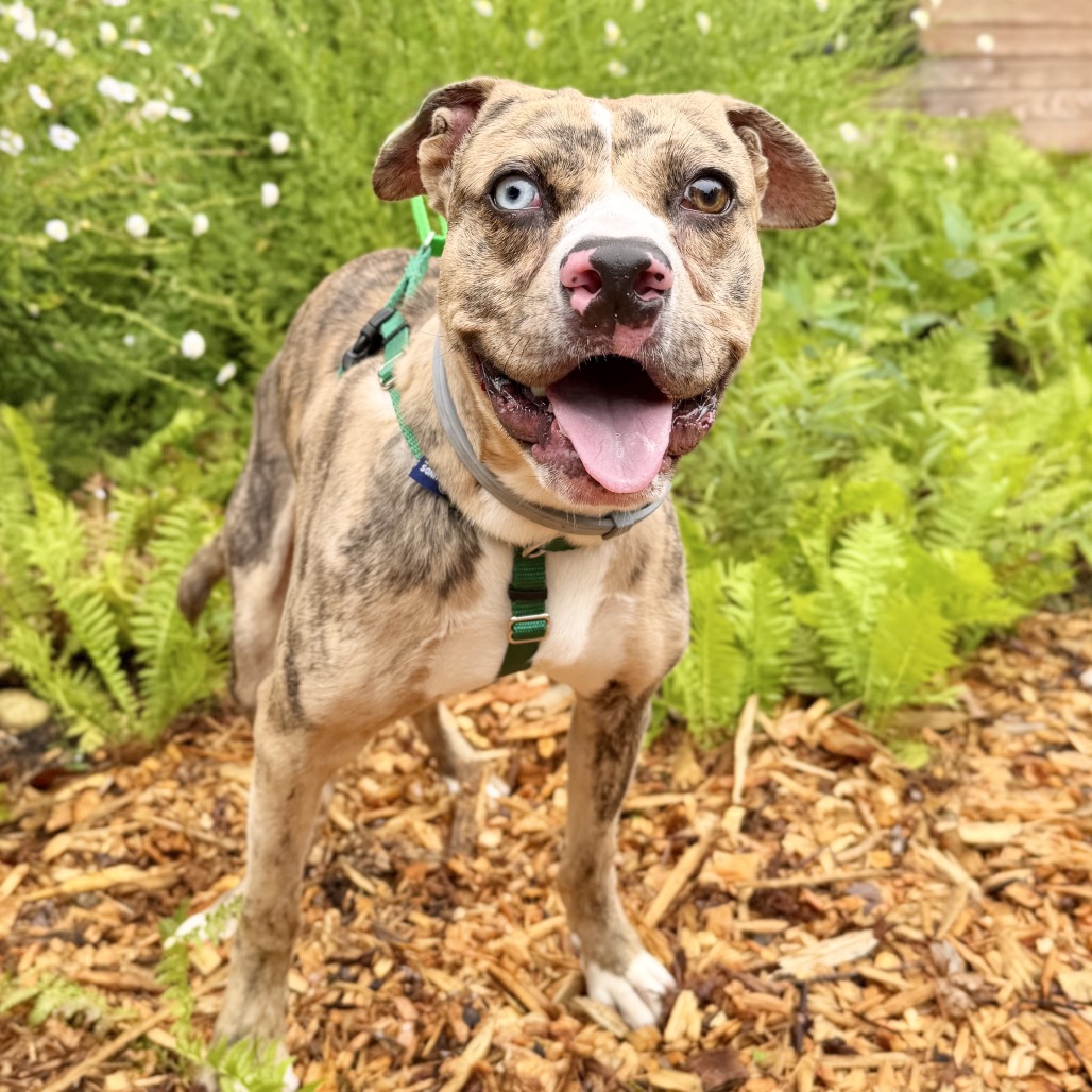 Balyhoo Mixed Breed (Medium) Tan 