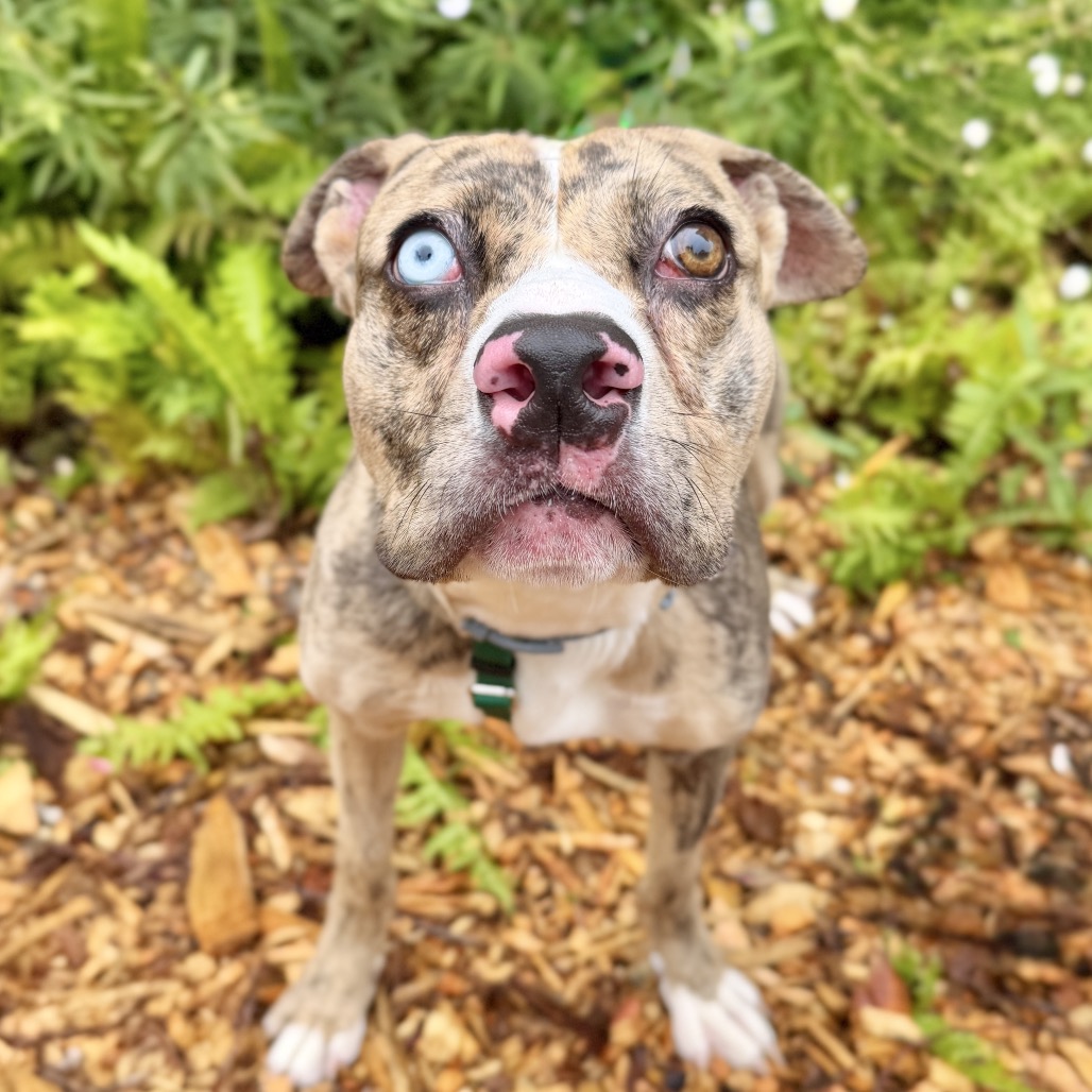 Balyhoo Mixed Breed (Medium) Tan 