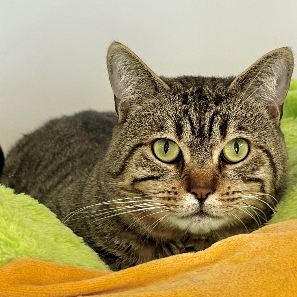 Jaden Domestic Shorthair Brown Tabby