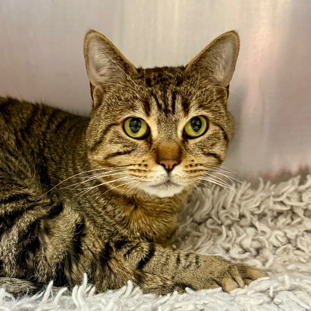 Jaden Domestic Shorthair Brown Tabby