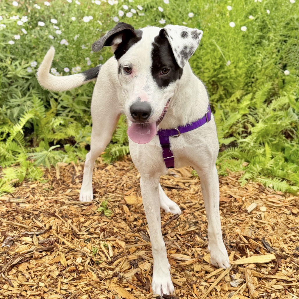 Marvel Retriever, Labrador/Mix White