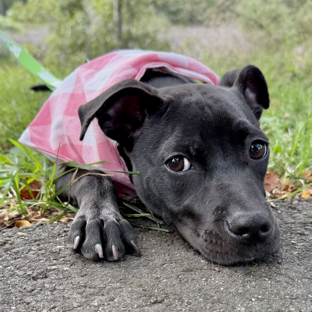Molly Terrier, American Staffordshire/Mixed Breed (Small) Black None