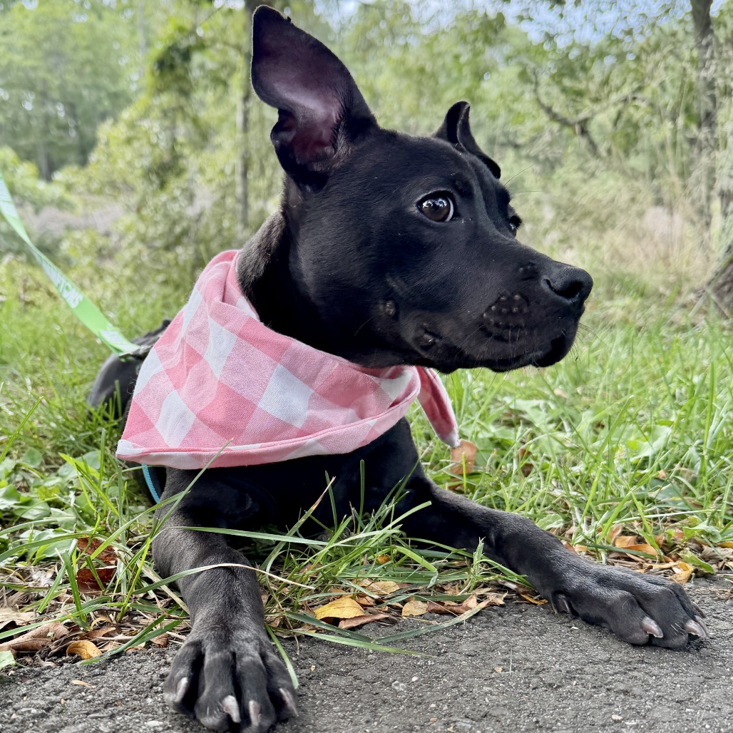 Molly Terrier, American Staffordshire/Mixed Breed (Small) Black None