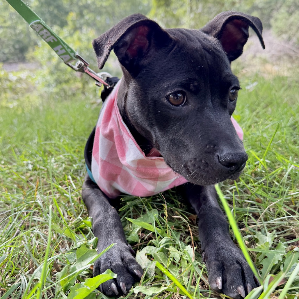 Molly Terrier, American Staffordshire/Mixed Breed (Small) Black None