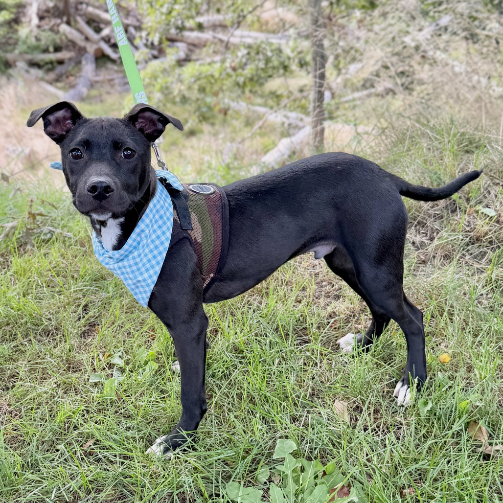 Andy Terrier, American Staffordshire/Mixed Breed (Small) Black None