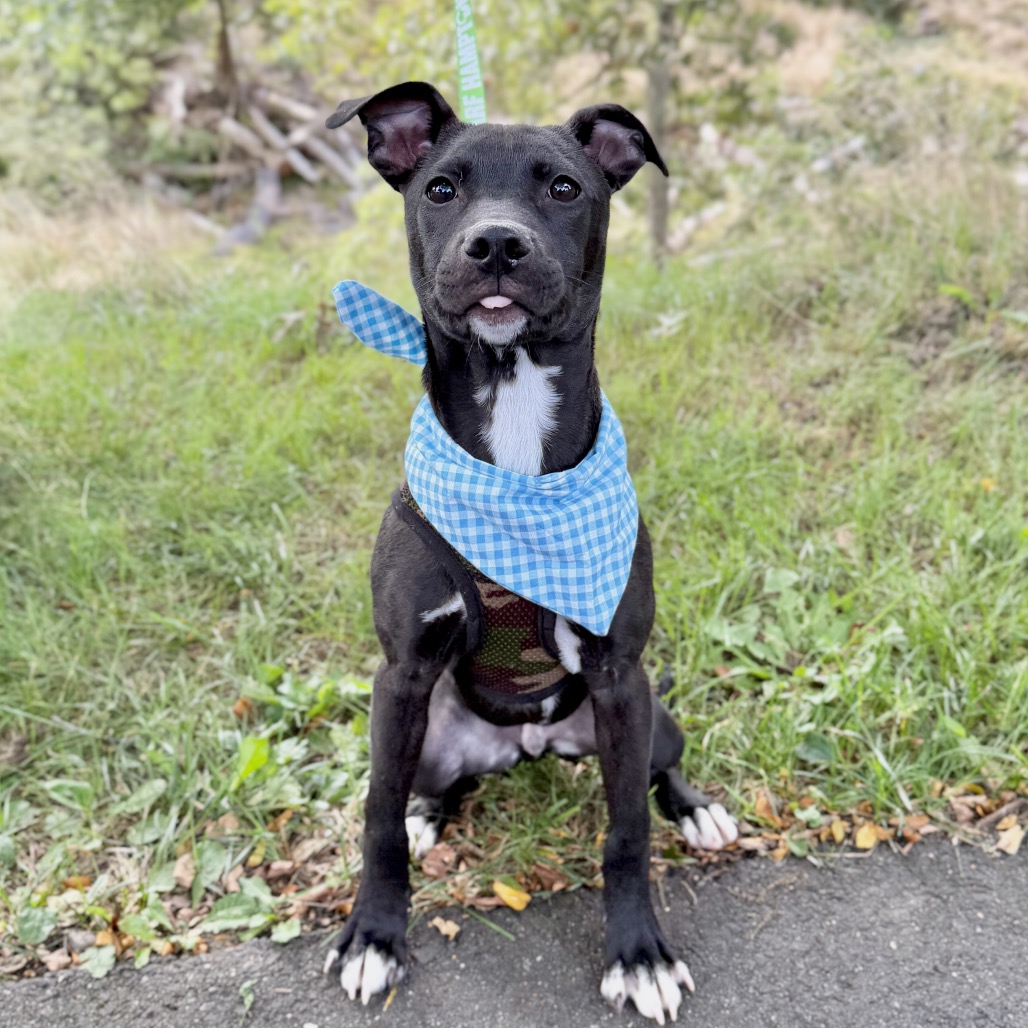 Andy Terrier, American Staffordshire/Mixed Breed (Small) Black None