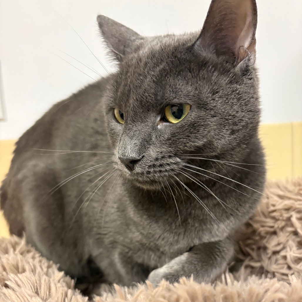 Ezra Domestic Shorthair Grey