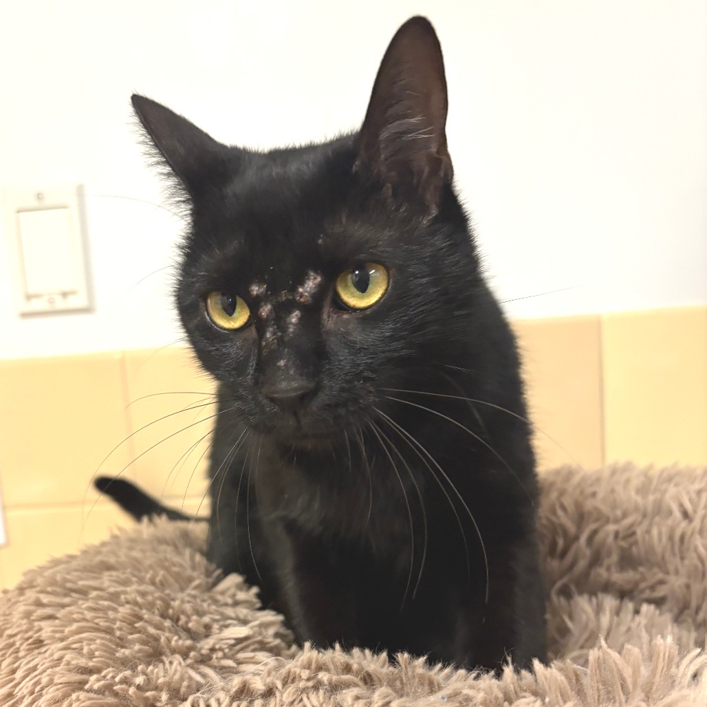 Asher Domestic Shorthair Black None