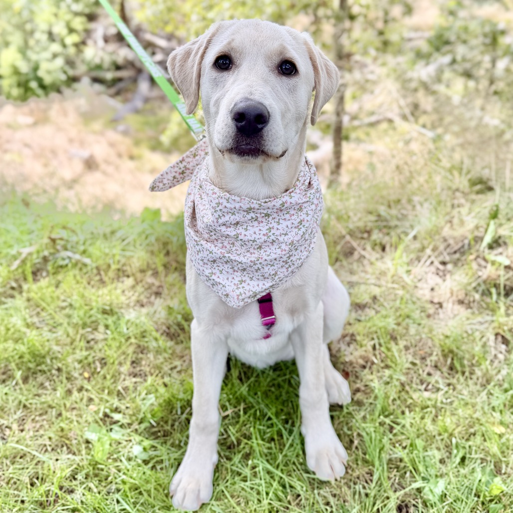 Star Retriever, Yellow Labrador Yellow 