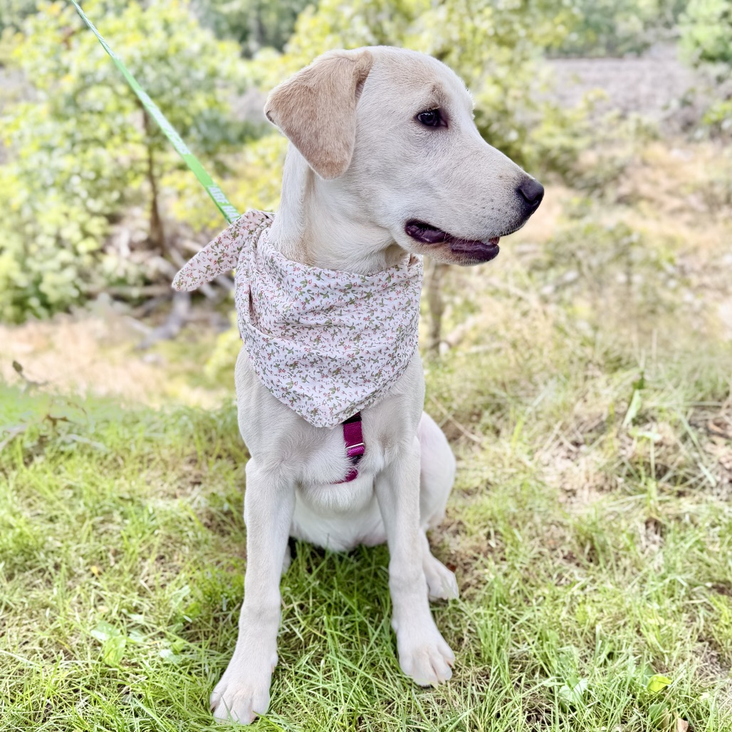 Star Retriever, Yellow Labrador Yellow 