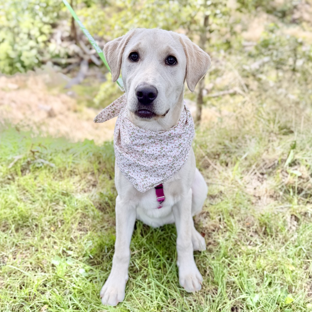 Star Retriever, Yellow Labrador Yellow 