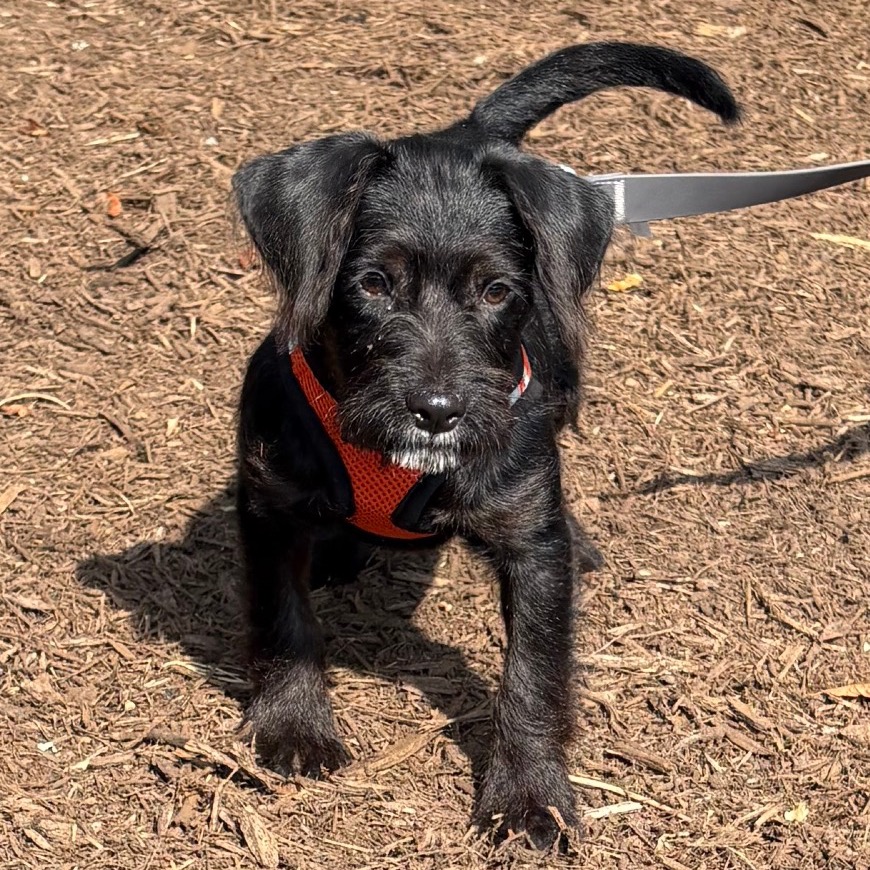Leilani Terrier/Mixed Breed (Small) Black 