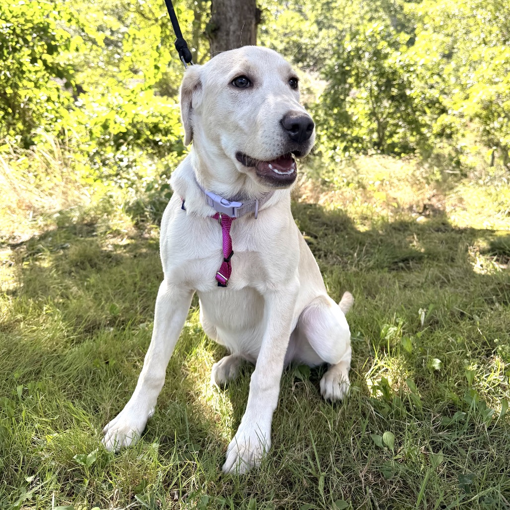 Star Retriever, Yellow Labrador Yellow 