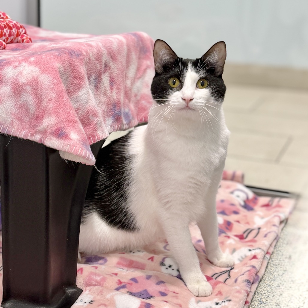 Check Domestic Shorthair White 