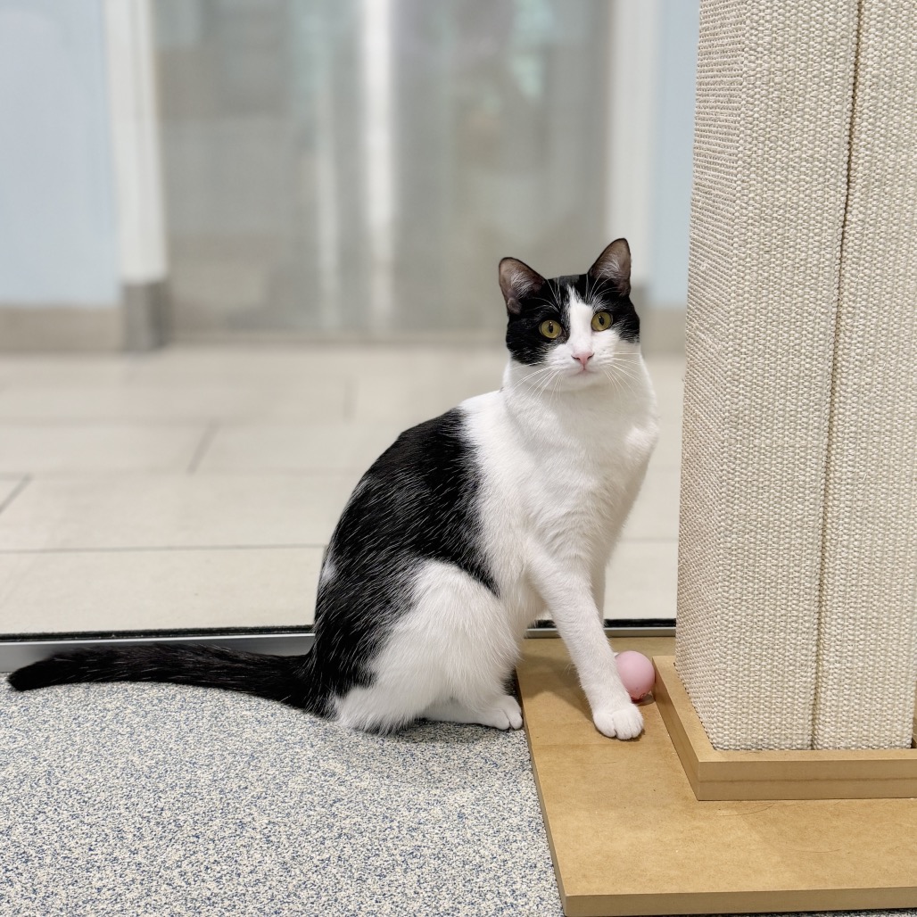 Check Domestic Shorthair White 