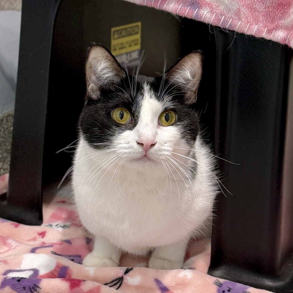Check Domestic Shorthair White 