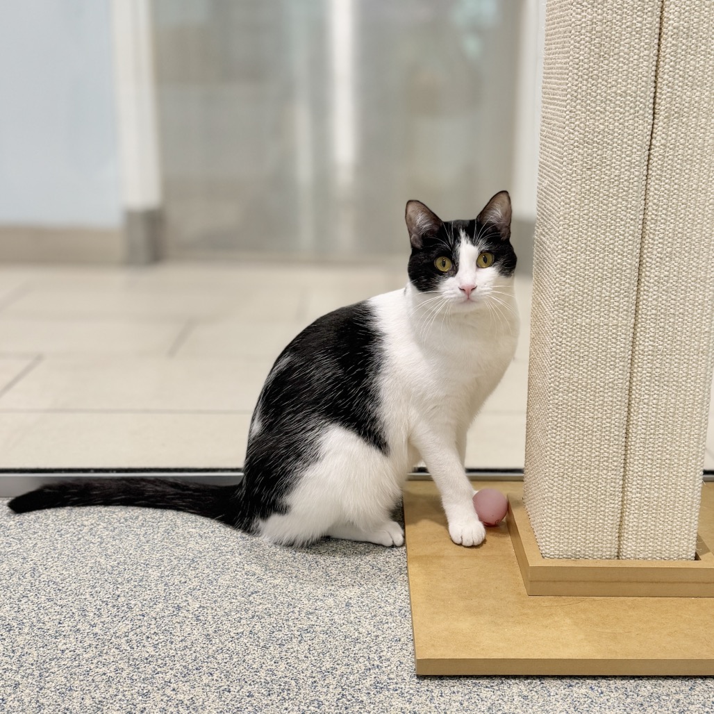 Check Domestic Shorthair White 