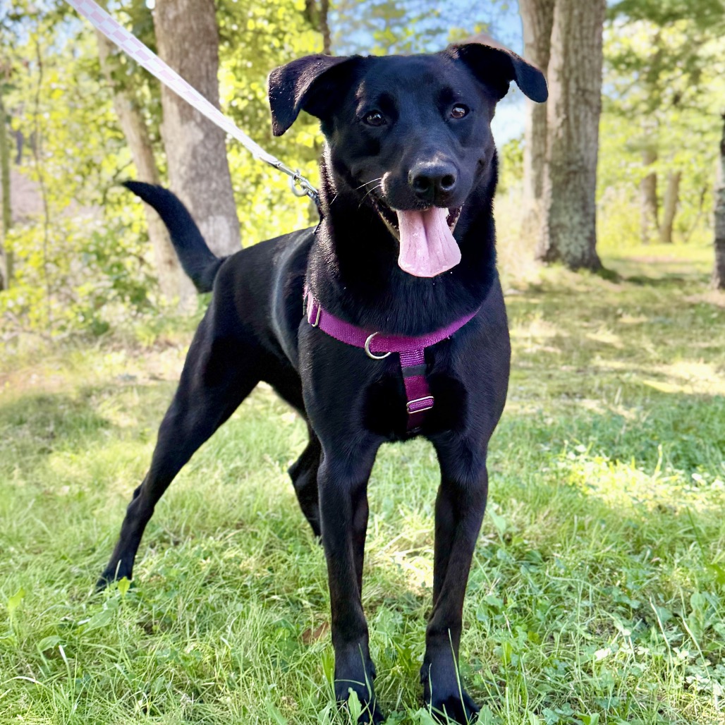 Phinjamin Retriever, Black Labrador/Mix Black None