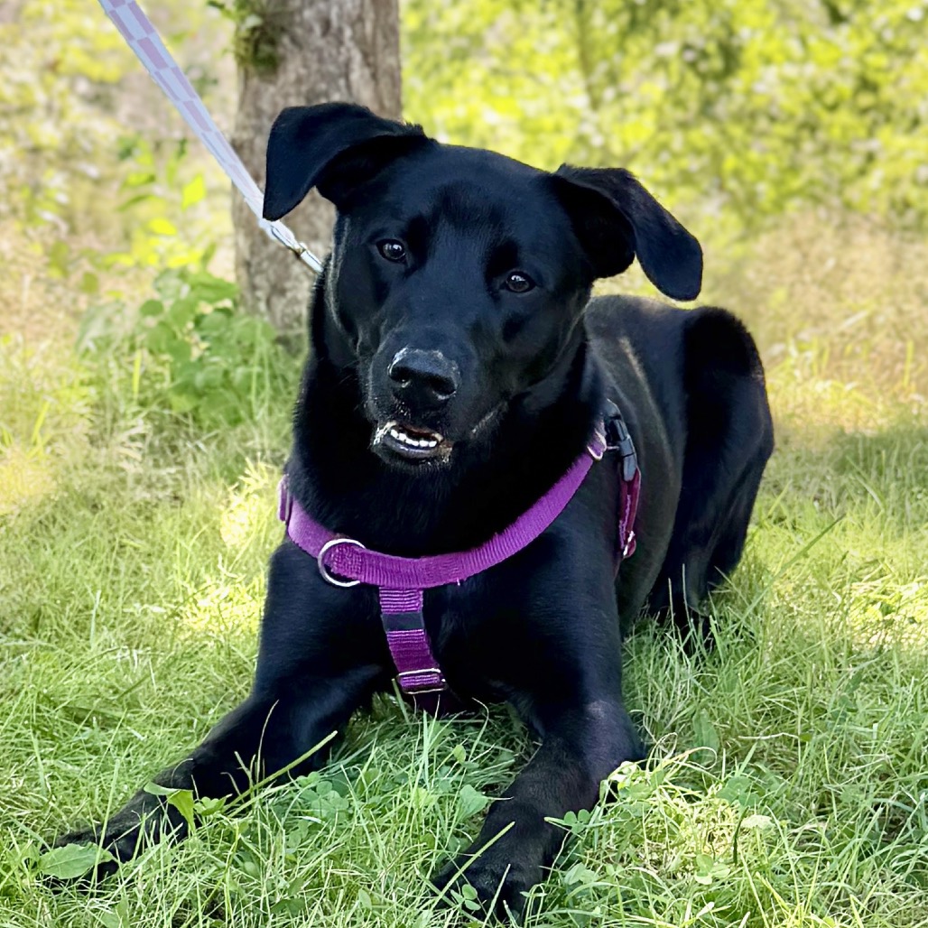 Phinjamin Retriever, Black Labrador/Mix Black None