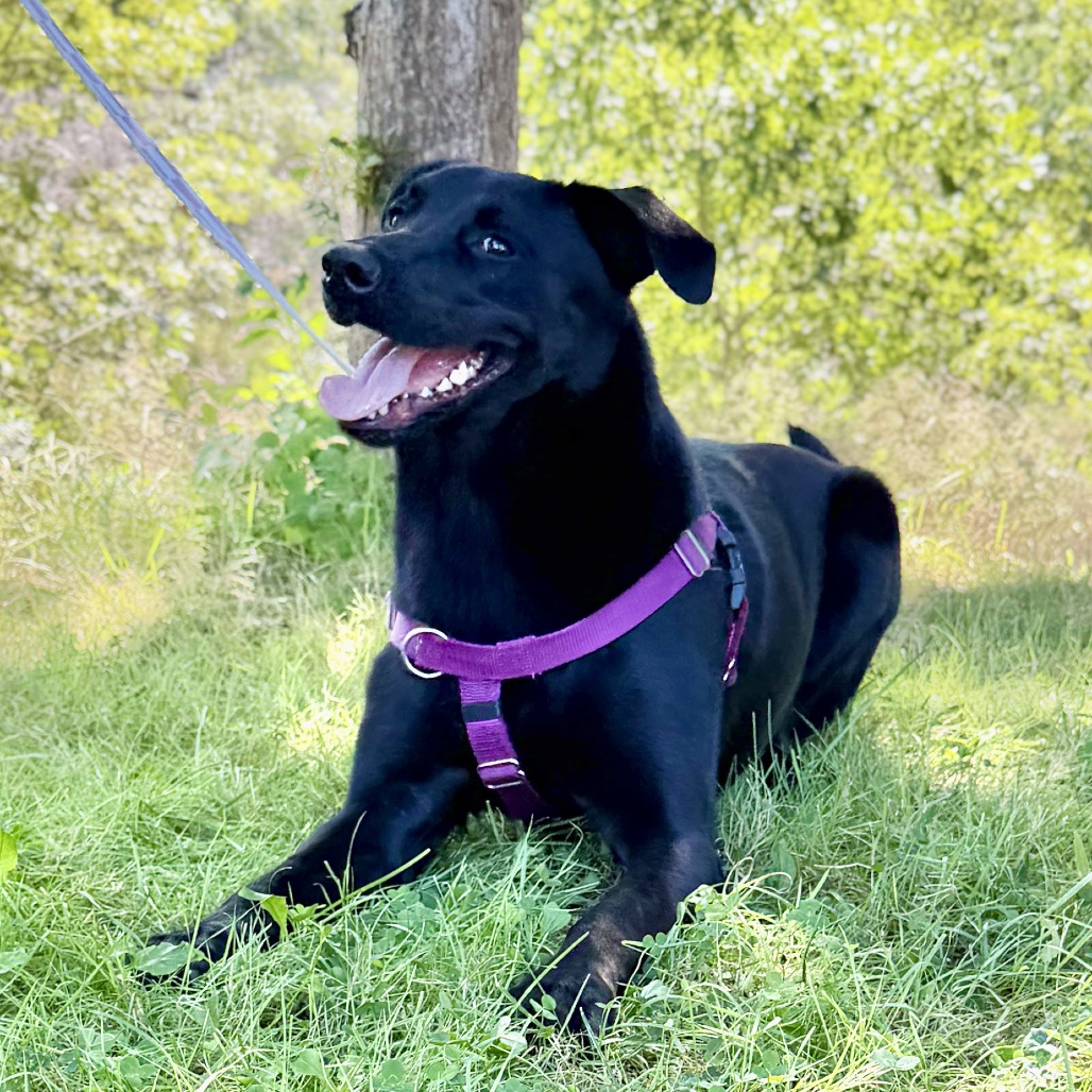 Phinjamin Retriever, Black Labrador/Mix Black None