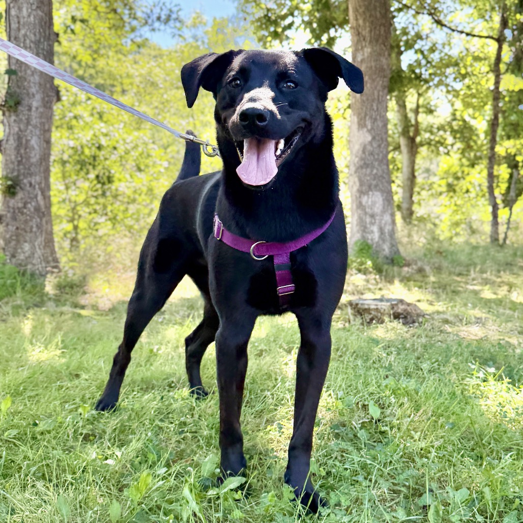 Phinjamin Retriever, Black Labrador/Mix Black None