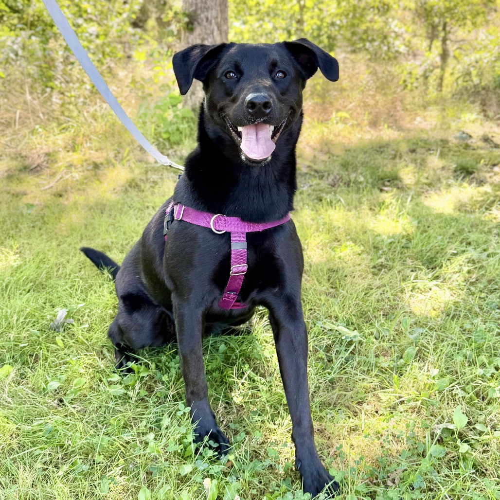 Phinjamin Retriever, Black Labrador/Mix Black None