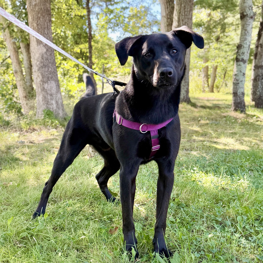 Phinjamin Retriever, Black Labrador/Mix Black None