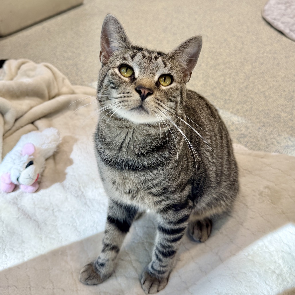 Fika Domestic Shorthair Brown Tabby