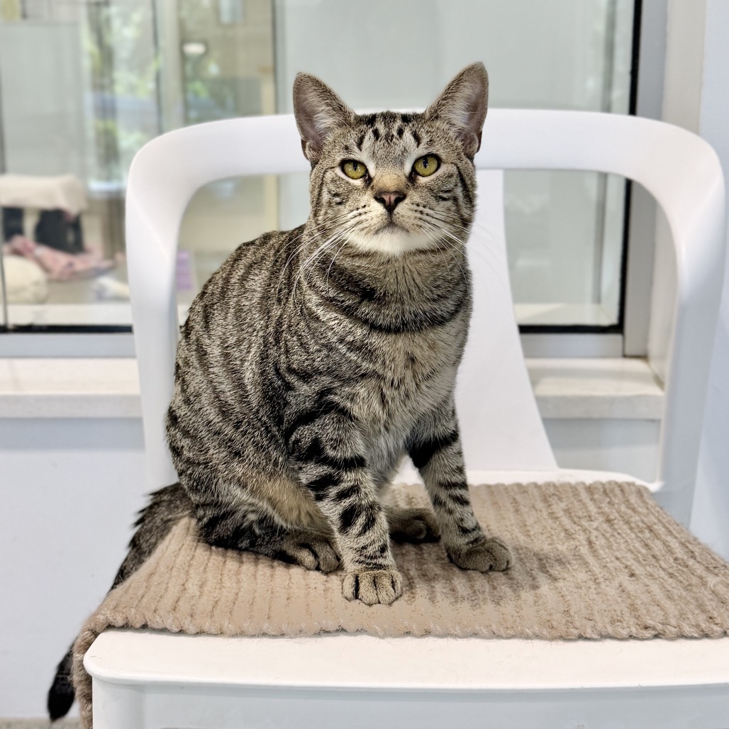 Fika Domestic Shorthair Brown Tabby