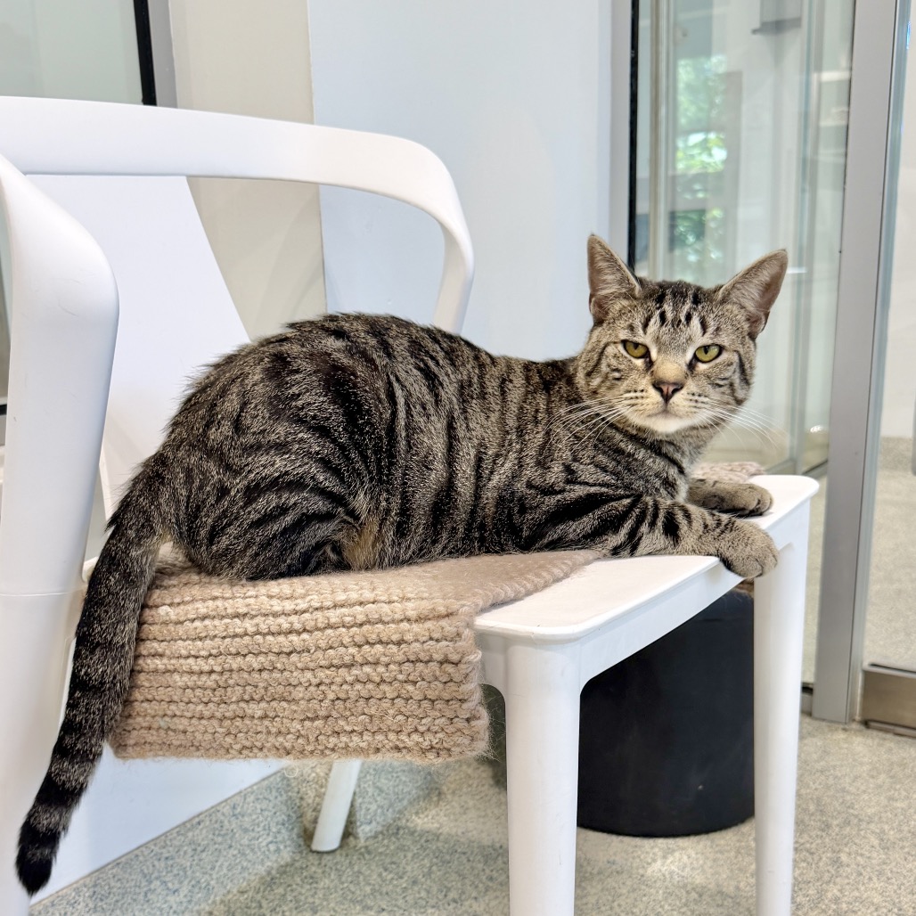 Fika Domestic Shorthair Brown Tabby