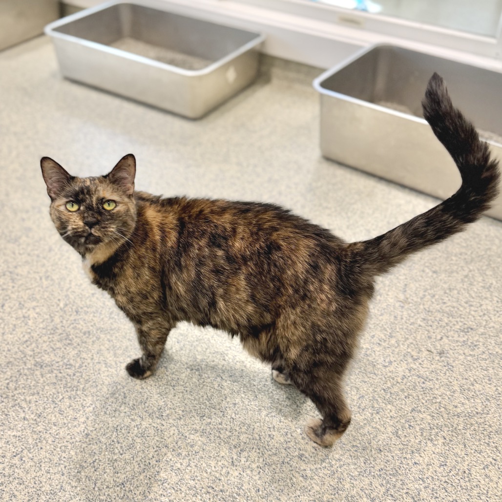 Elsa Domestic Shorthair Tortoise Tortie