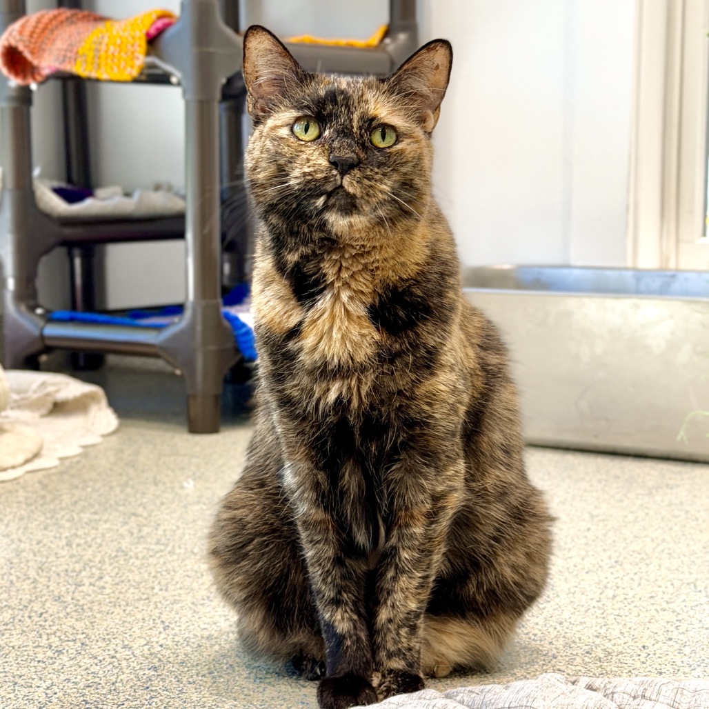 Elsa Domestic Shorthair Tortoise Tortie