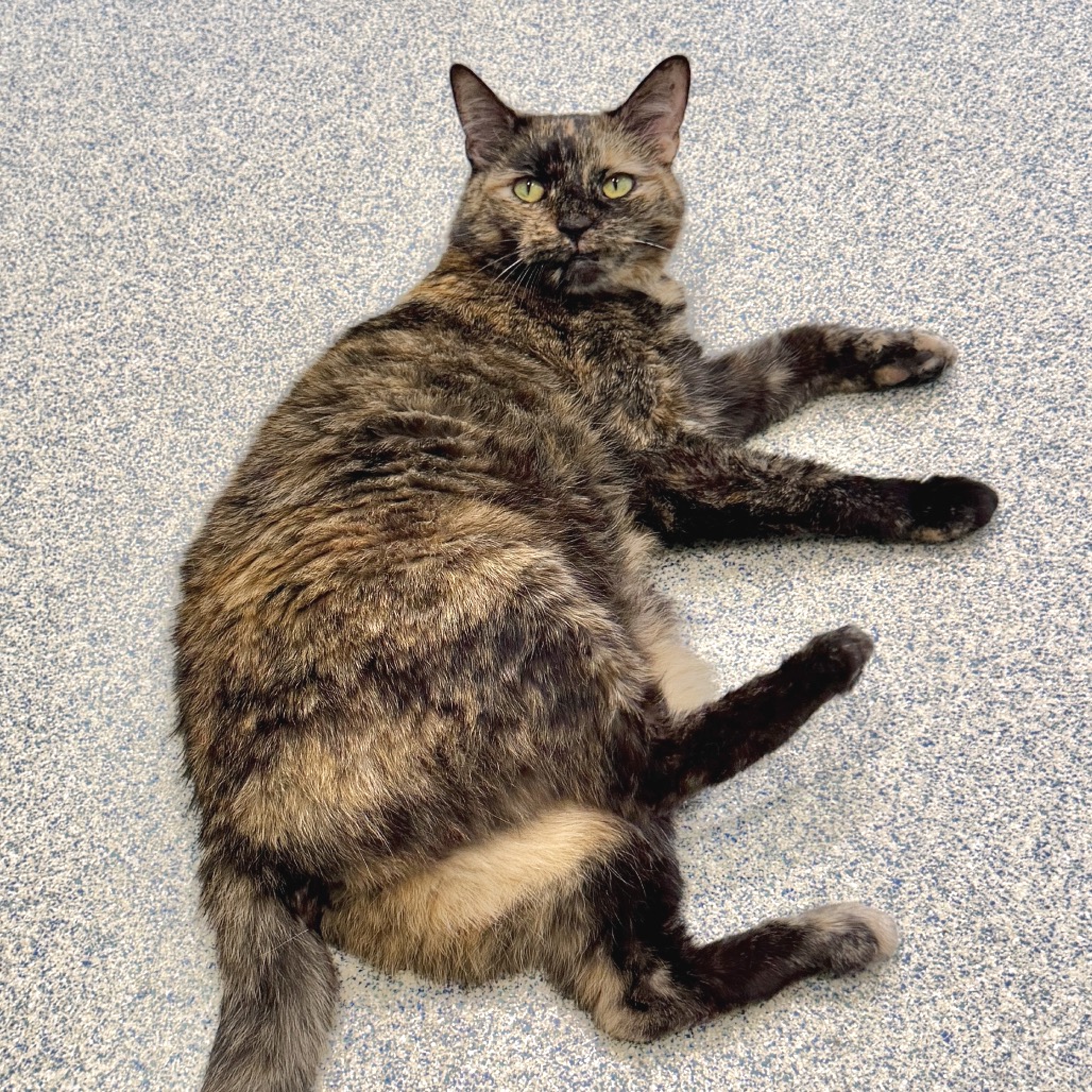 Elsa Domestic Shorthair Tortoise Tortie