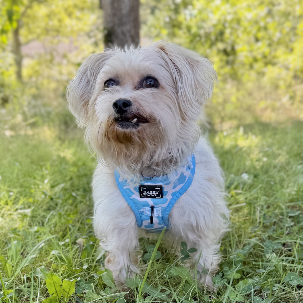 Hope Terrier, Yorkshire, Yorkie/Bichon Frise Cream