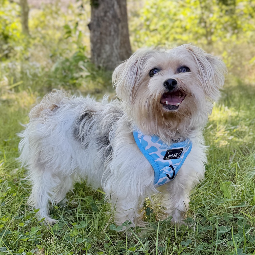 Hope Terrier, Yorkshire, Yorkie/Bichon Frise Cream